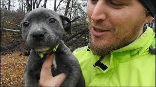 8 week old Blue Staff Puppy - First Time Outside! [Engstaff]