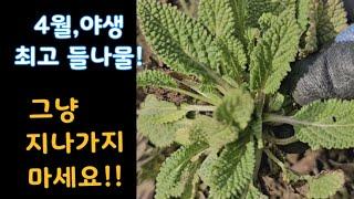 4월 채취 적기인 야생 최고 들나물 곰보배추! 이 나물을 만나면 그냥 지나치지 마세요!!