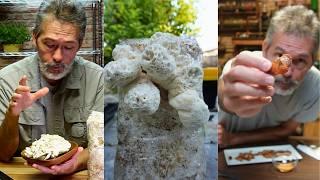 Newbie Tries Growing Lion's Mane Mushroom