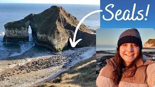 SO MANY Seals On The Yorkshire Coast | Flamborough