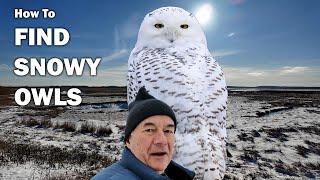 How To Find SNOWY OWLS