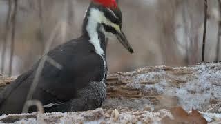 Pileated Woodpecker on a Snowy Log