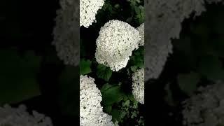 Гортензия древовидная Анабель (Hydrangea arborescens Annabelle)2020