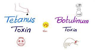 Tetanus Toxin vs Botulinum Toxin | Comparisons Series