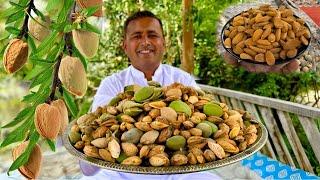 Almond Harvesting Skardu | Badam Halwa Recipe | Almond Farming | Village Food Secrets