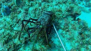 Diving for JUMBO crays off Hillary's, Perth WA