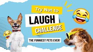 Try Not To Laugh Challenge: The Funniest Pets Ever! 