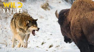  WILD ANIMAL | Fierce Predators and Awe-Inspiring Wilderness | Animal documentary