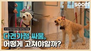 [SOON] 반려견 다견가정 싸움, 어떻게 고쳐야할까?