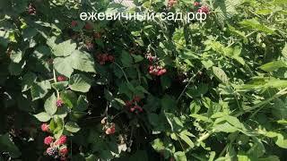 Садовая ежевика Честер