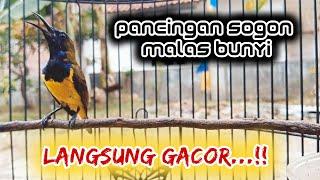 PANCINGAN SOGON MALAS BUNYI SEBENTAR LANGSUNG RESPON DENGAR SUARA SOGON INI   #pancingansogon #sogon