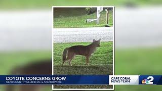 What can we do about the coyote population in Cape Coral?