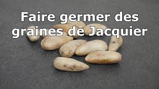 Comment faire germer un Jacquier