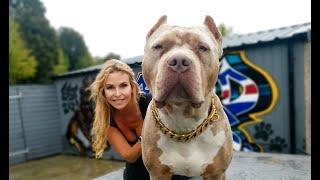 NOT DANGEROUS! THE GIANT XL AMERICAN BULLY DOG