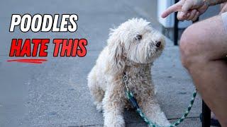 9 Surprising Things That Poodles Absolutely HATE