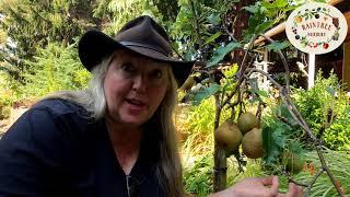 Raintree Nursery's Asian Pear Growing Guide!