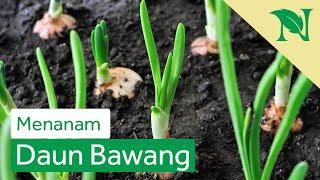 Cara Sederhana Menanam Daun Bawang Di Rumah Anti Gagal