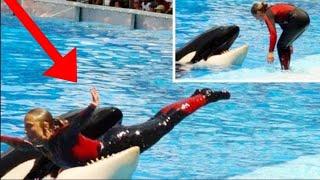 Caught on camera - Whale kills Seaworld trainer