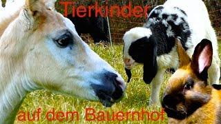Tierkinder auf dem Bauernhof - Süße Kälber, Fohlen, Lämmer, Ferkel und Küken, Kinderfilm Tiere HD