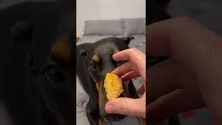 Cheese time #dog #doberman #puppy #doglover #funnydog