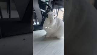 Can we get this short viral? #short #transition #bunny #bunny transition