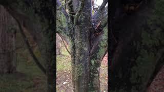 Hornbeam (Carpinus betulus) - tree - November 2017