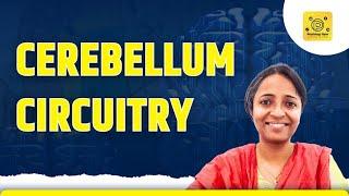 Cerebellum circuitry physiology mbbs 1st year | Central nervous system | CNS physiology