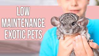 Low Maintenance EXOTIC Pets That Everyone Can Own!