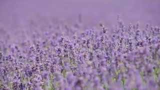 Yardley London's English Lavender - the summer crop