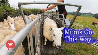 IT'S TIME FOR THESE LAMBS TO LEAVE THEIR MUM  |  Weaning my Cheviot ewes