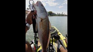 2023 MULLET RUN REDFISH CATCH-PELICAN BRIDGE-FISH BANDIT SQUAD- TEXAS RATTLER JIGS-DEFINITIVE RODS-