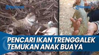 SEUKURAN LENGAN ORANG DEWASA, Pencari Ikan Trenggalek Temukan Anak Buaya di Sungai