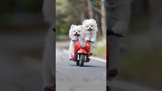 개귀여운 ai 강아지 #cute puppy #cute pets #ai puppy #ai 강아지 #강아지 ai #귀여운 강아지