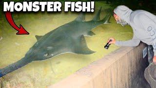 I Found The RAREST MONSTER FISH!