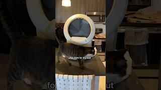 cat reviews the litter robot 4 