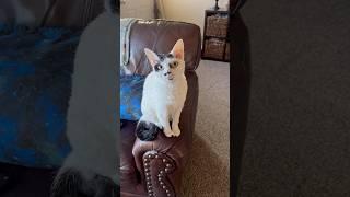 Cat Dad Jokes with William #devonrex  #DadJokes #FunnyCats