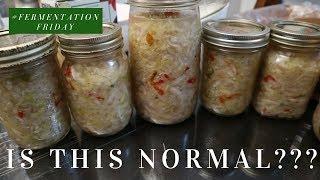 SAUERKRAUT: 1ST TIME FERMENTATION DIARY : FERMENTATION FRIDAY