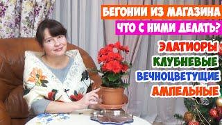 Бегонии из магазина! Как ухаживать и пересаживать? Элатиор, Клубневые, Ампельные, Вечноцветущие...