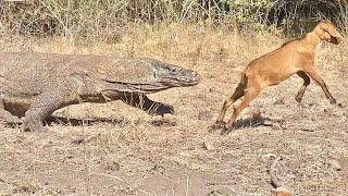 Waoo Komodo full sped Chasing Baby Goat