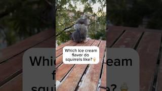 Billy waits for the ice cream truck #squirrel #icecream #funnyanimals #cuteanimals #shorts #twitch