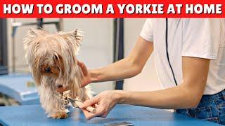 How to Groom a Yorkie AT HOME  ️ EASY and EFFECTIVE