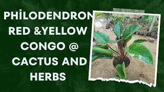 How to care philodendron Red & Yellow Congo