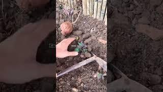 #trending #sow #regrow #farming #regrowing #harvesting #farm #vegetables #veggies #youtubeshorts