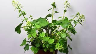 Wasabi Flowering Time Lapse