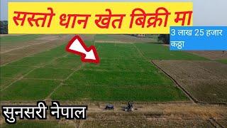 Land on sale\Duhabi na.pa. ramro  jagga\Dhan khet#East nepal real estate#land_below_market_price