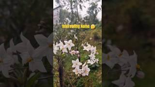 More Vines #green #flowers #garden #nature #greenery #vines #names #interesting #plants #new #short