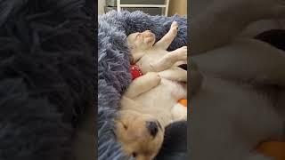 Cute Puppy Dreams 