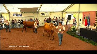 “CONCURSO DE BOVINOS DA RAÇA DO RAMO GRANDE” – Feira Agrícola da Ilha de São Jorge – 2024