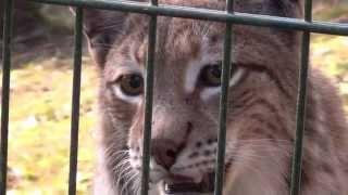 2015-06-20  Luchs und Wolf im Eifelpark Gondorf