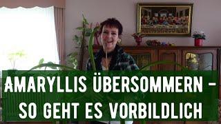 Amaryllis übersommern - so geht es vorbildlich